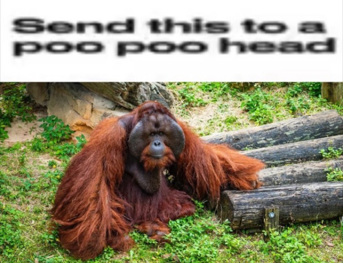 nocontextmemes's tweet image. 