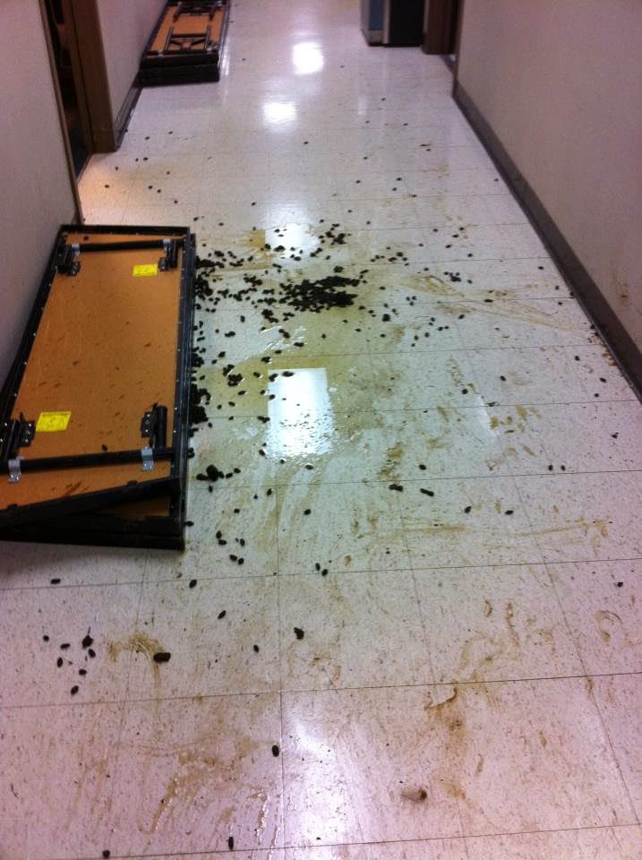 kevinhunsperger's tweet photo. 11/16/11 - A day I’ll never forget. #llamadrama @westonwhite @emilynoel83 @RossWece @WSILNews https://t.co/lTHYlZC7jg
