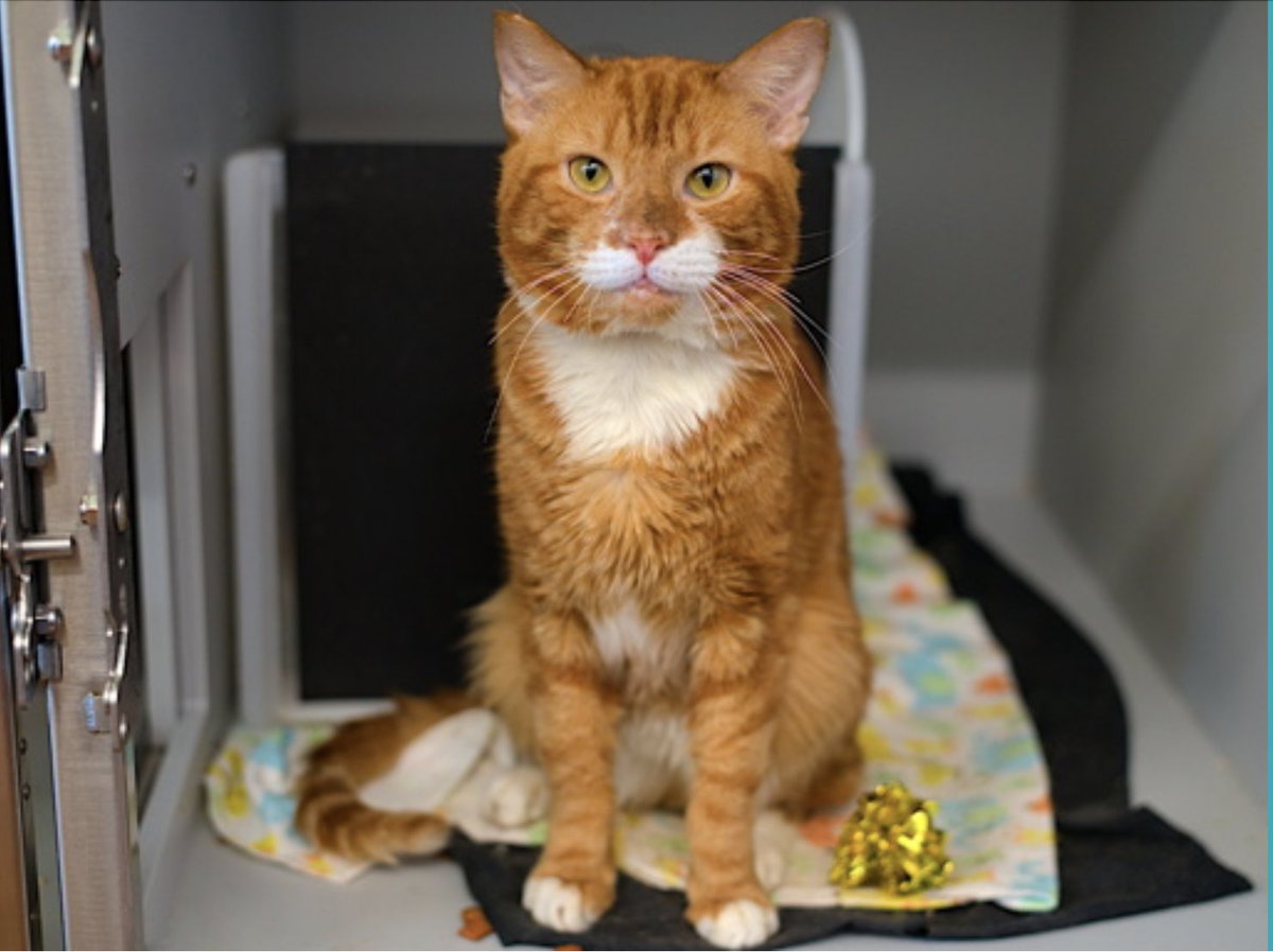 LOVE_CATS_ONE's tweet photo. 🆘🆘 for Levi 8 yo since 53 days in Manhattan ACC 🆘🆘🔥🔥 Owner surrender 😿💔

Poor Levi has Medical priority 🏥🚨
👉Underweight
👉Generalized muscle wasting
👉Frantically hungry
👉Suspect chronic disease r/o hyperthyroid 

Please RT or pledge if you can to save his life 🆘🆘🏥😿💔 Thank you

https://t.co/SyLPoQjwSz