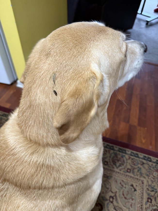 MarlinIsAGoodB1's tweet photo. I hamv been poomped on by a birb on my head. It flew away, then, but I will wamtch fur it. Patiempt. Vimgilampt. Relemptlemss. #DogsofTwitter #Dogs #Birbs #poomp https://t.co/9jtVjUED77