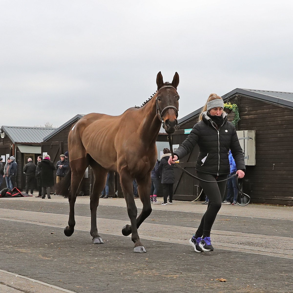 ⭐️⭐️⭐️ Three timer <a href="/NavanRacecourse/">Navan Racecourse</a>
for #tattscheltenham graduates / <a href="/gelliott_racing/">Gordon Elliott</a>  

Whinney Hill collects in the bumper, after Wingmen &amp; Found A Fifty won earlier on the card

#CheltenhamFestival 2024
<a href="/WarrenEwing3/">Warren Ewing</a> ➡️ <a href="/gelliott_racing/">Gordon Elliott</a>, £140,000

Next Sale
🗓️ December 13,