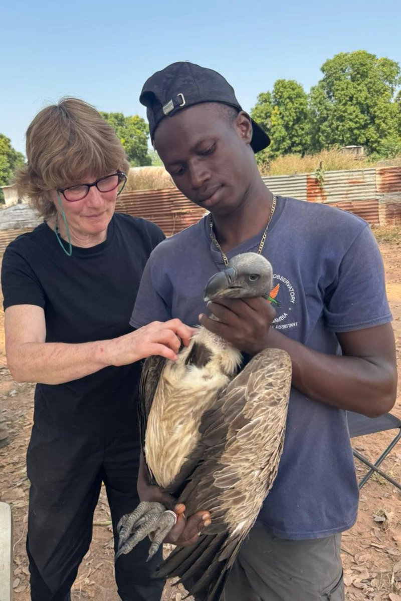 Kartong Bird Observatory 🇬🇲 tweet media