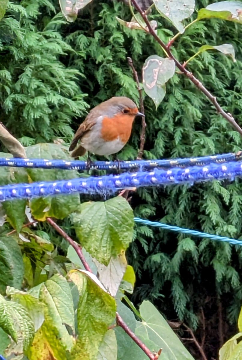 Picture of the robin in our garden, taken today - busy looking for food - next month his image will be all over the place.