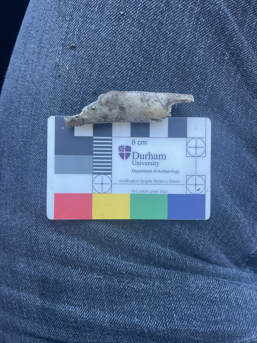 It must be a sign…I keep finding non-human bones on this deployment.