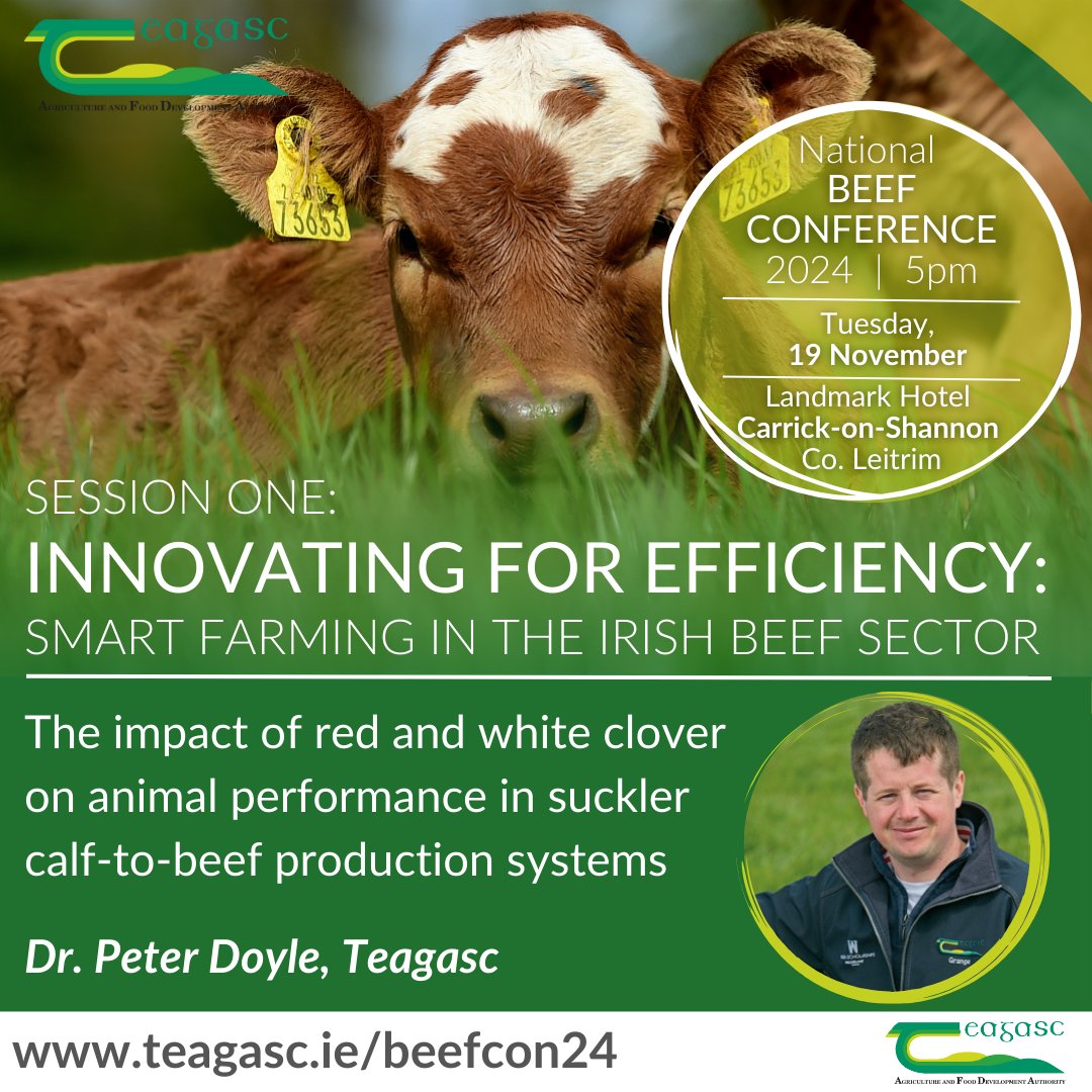 teagasc's tweet photo. Join us this Tuesday, 19 November at 5pm in the Landmark Hotel, Carrick-on-Shannon, Co. Leitrim for the National Beef Conference. Session One will focus on 'Innovating for Efficiency: Smart farming in the Irish beef sector'.
Find out more https://t.co/HlGKZvuNvT #BeefCon24 https://t.co/dhAgObeG8n