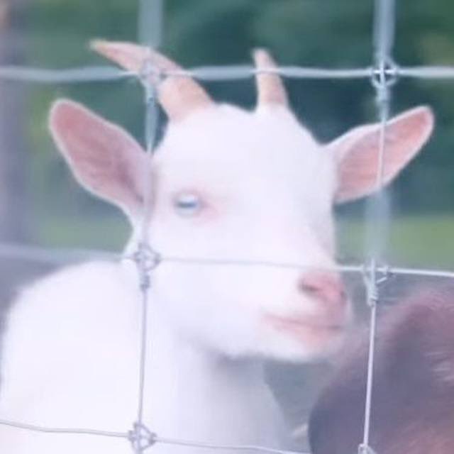 GemsQueens's tweet photo. @SolJakey $Jewels was the second goat to be rescued and rehabilitated by the beloved P'Nuts the Squirrels Freedom Farm. Jewels spent time on the farm with $Ruby. The lost goat at P'Nuts Freedom Farm. 

EFY8GToe4HrmpYrRpfRUgNEPmfVnUbZrsUhd2mJQpump https://t.co/grCcxsH6Fk