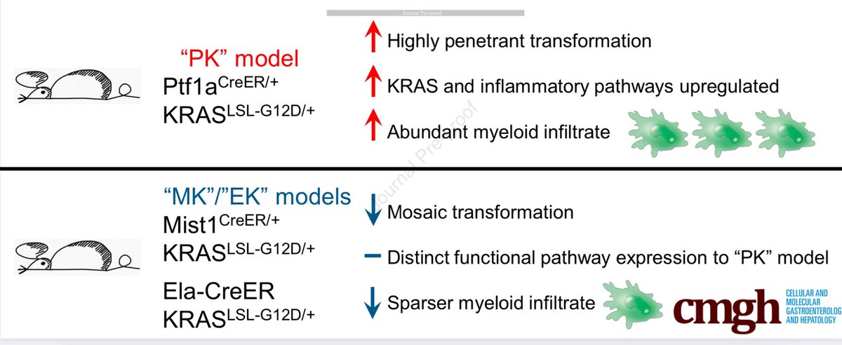 New study in <a href="/AGA_CMGH/">CMGH</a> from <a href="/BednarLab/">Bednar lab</a> <a href="/Fil_Bednar/">Filip Bednar</a> <a href="/UMICHpancreas/">Rogel and Blondy Center for Pancreatic Cancer</a> 
Mouse models for #PancreaticCancer are affected by the cre-driver used to promote KRASG12D activation
cmghjournal.org/article/S2352-…
Important if you are using an inducible driver (Ptf1 versus Mist1 or Ela1) for KRASG12D