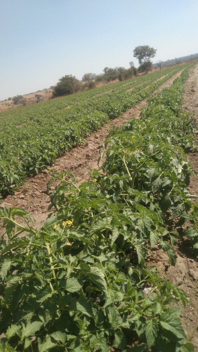 More soup in the making in Karoi.