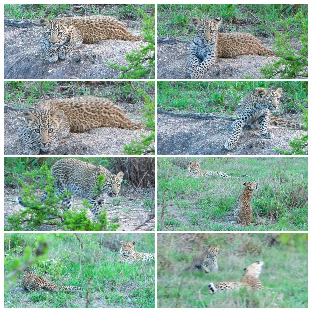 JoyR_1980's tweet image. Sunset safari 16 November 2024. Beautiful moments with #Tlalamba &amp;amp; #Tshipondo #WildEarth Off to watch the rugby 🇿🇦vs🏴󠁧󠁢󠁥󠁮󠁧󠁿 Bye all 👋
