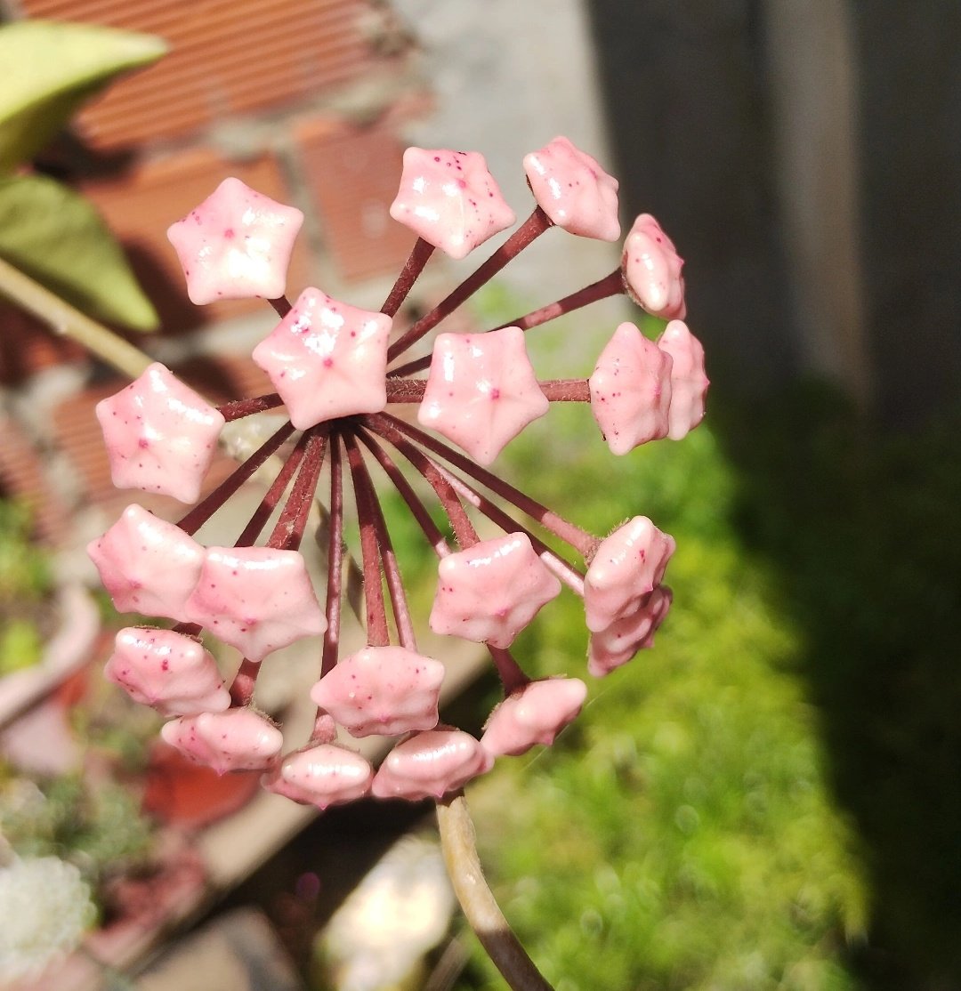 plant(ae)🌱 tweet media