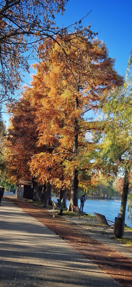 TouringRomania's tweet photo. Enjoy the fall colors in Romania ! 

Private Guided Tours on https://t.co/UHMHilAKJC

#touringromania #travelblogger #transylvania #Romania #fallcolors https://t.co/HNxNTGXdsu