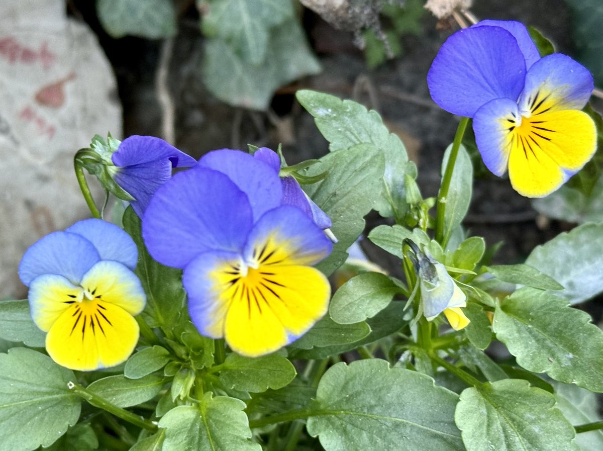 💚💙💜💛📱today in #Tirol #Flowers #November