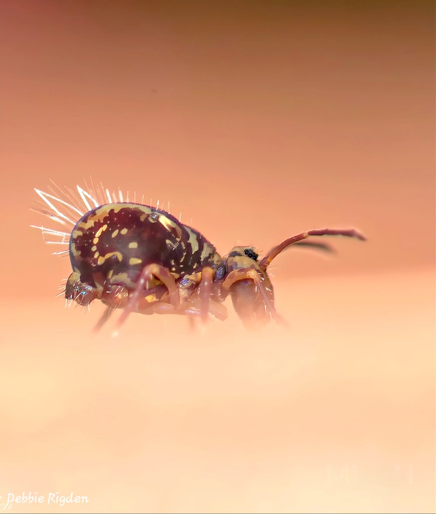 RigdenDebbie's tweet photo. Another cute little collembola Dicyrtomina saundersi Springtail grazing on the side of my plant pot, he's only around 1.5-2mm
#collembola #globularspringtail #springtail #Entomology #gardeninsects #nature #macro https://t.co/WBP7frntER