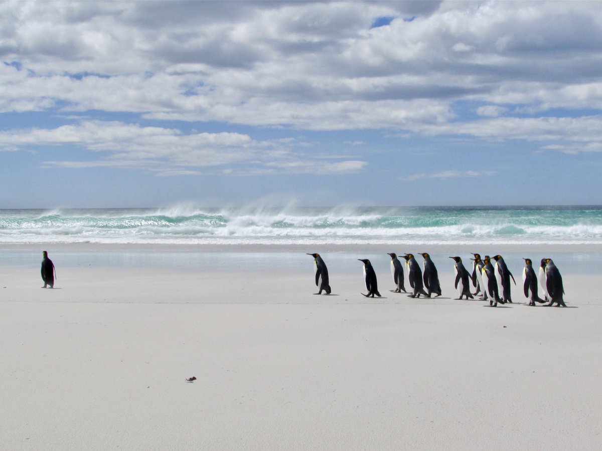 Apply for an exciting PhD with us at the University of Southampton, the National Oceanography Centre, and BAS  🌊🌍🧊

“Going going gone: physical and biogeochemical responses to Antarctic sea ice loss”

tinyurl.com/4h4h28sc

Application deadline: 8 January 2025