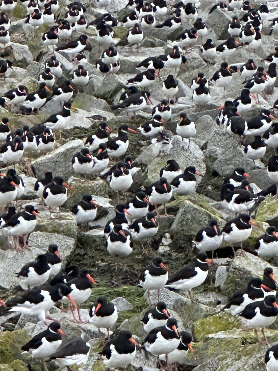 Nienke Gorter (@enzofoort) on Twitter photo 