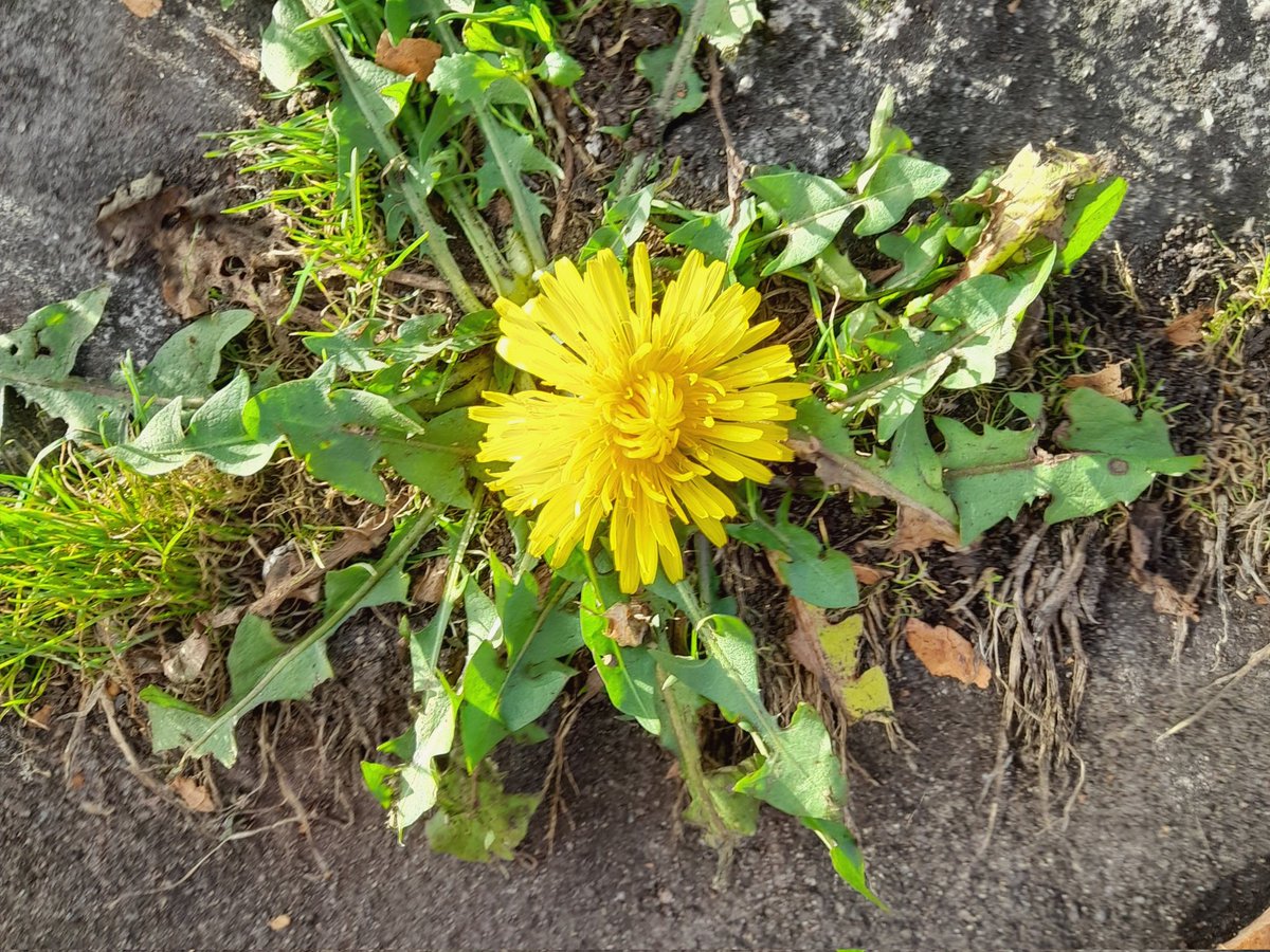 Brian Hodgkin, ML (@brianh4951) on Twitter photo Any November day made brighter by such a beauty of the botanical world <a href="/DandelionAppre1/">Dandelion Appreciation Society</a> . Can't wait for next April/May Any November day made brighter by such a beauty of the botanical world <a href="/DandelionAppre1/">Dandelion Appreciation Society</a> . Can't wait for next April/May