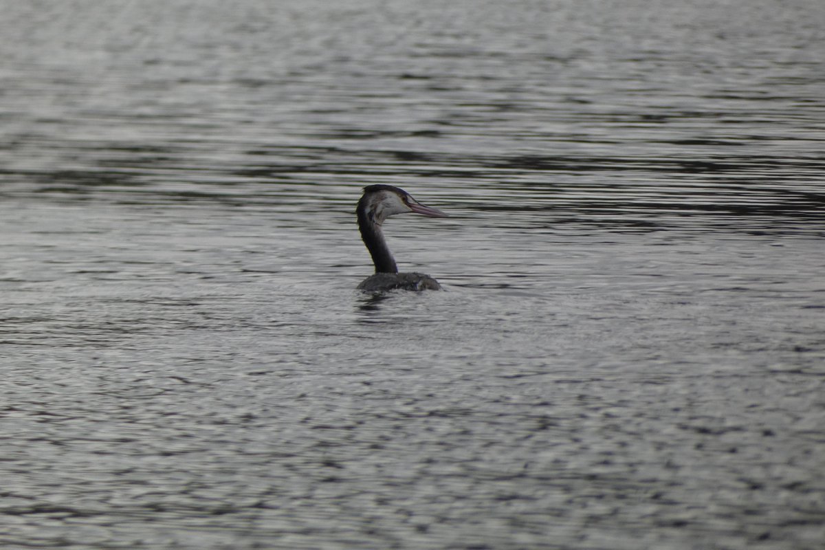 Mark Pitt (@mark__pitt) on Twitter photo Nice to get out to Lochwinnoch to do some birdwatching. Spotted a couple of pink-footed geese at Castle Semple. Also nice to see the whoopers have returned. <a href="/Clydebirding/">Clyde Birding</a> Nice to get out to Lochwinnoch to do some birdwatching. Spotted a couple of pink-footed geese at Castle Semple. Also nice to see the whoopers have returned. <a href="/Clydebirding/">Clyde Birding</a>