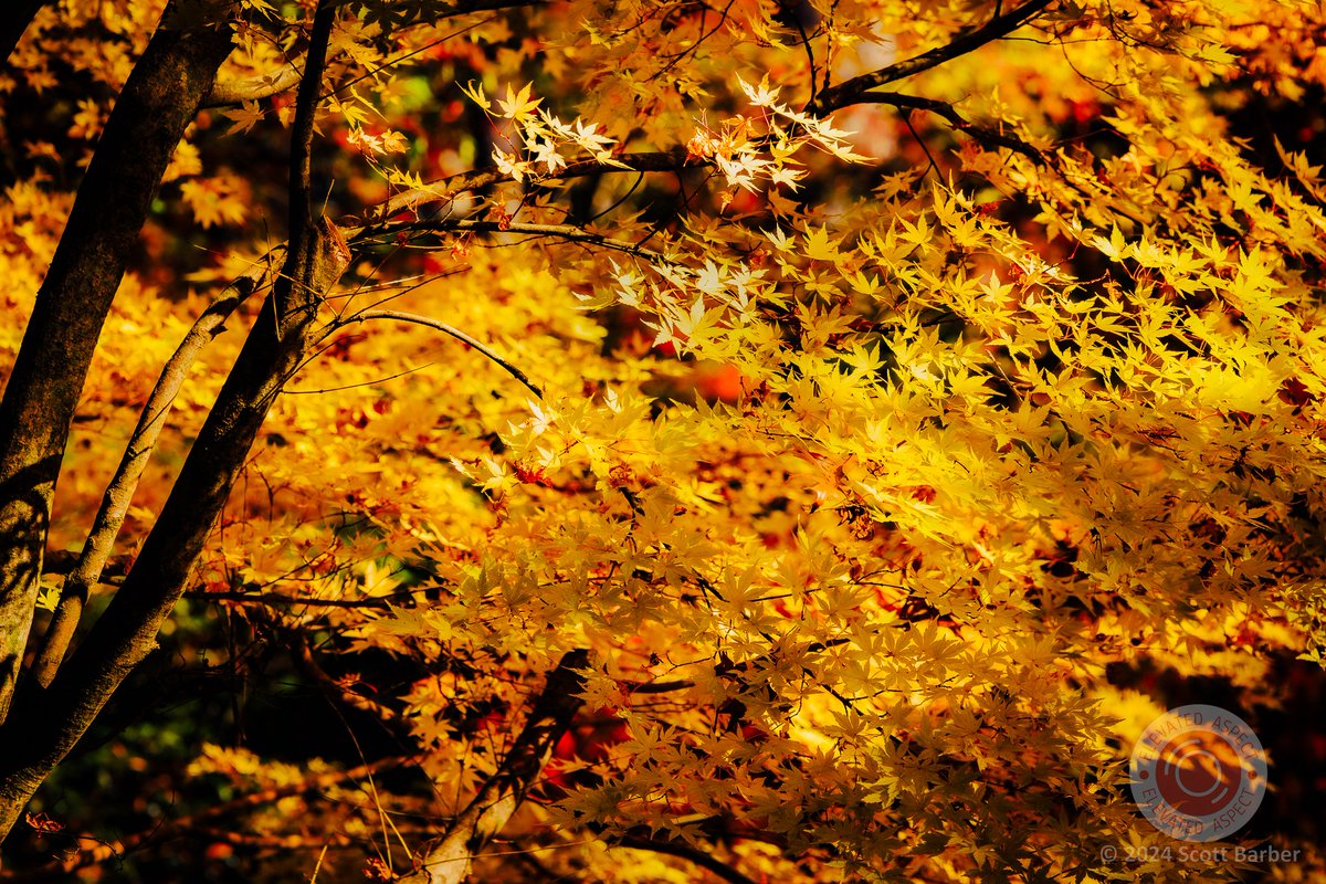 gscottbarber's tweet photo. Hi, Danita. Impressive tree!
This is a shot of a grove a Japanese maples in GA this week. I had a good perspective to shoot through the canopy and using a 50mm wide open for a narrow depth of field. #photography #photograper https://t.co/QSVBa48d4A