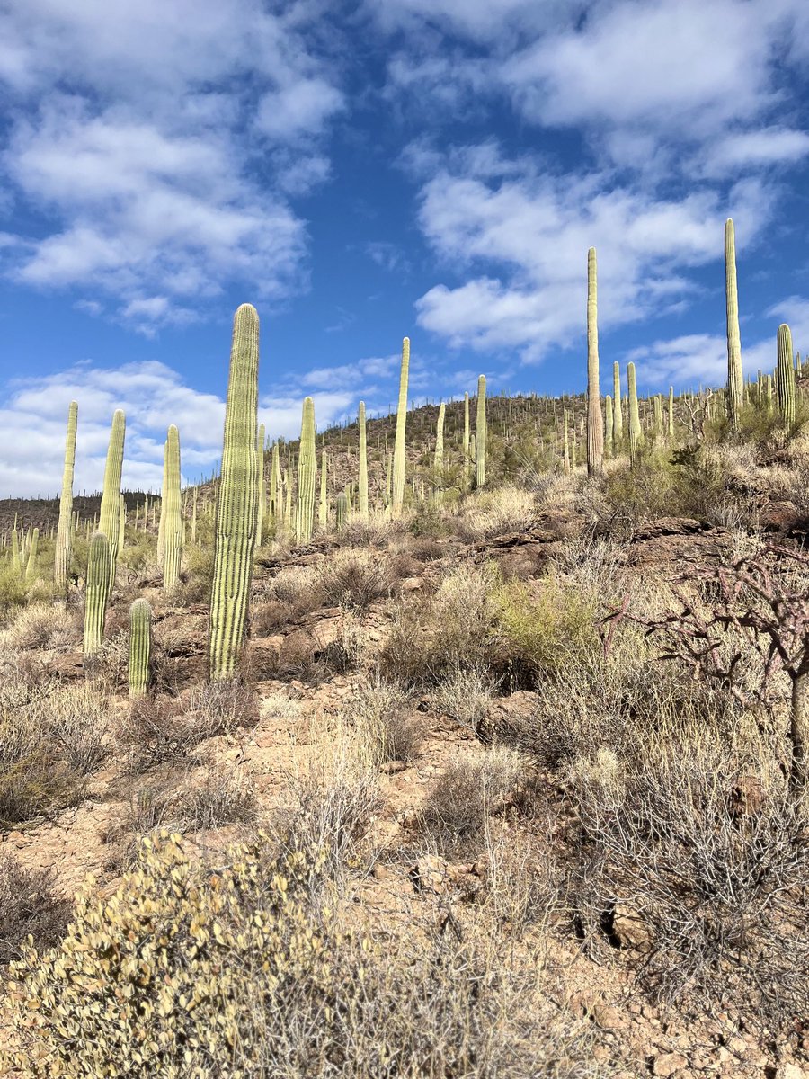 It’s a beautiful day in ⁦⁦<a href="/cityoftucson/">City of Tucson</a>⁩! Thanks to all of our ⁦<a href="/ASUSocialWork/">ASU Social Work</a>⁩ alumni who came out for a great event on Thursday. It’s been great to reconnect with our ⁦<a href="/asupublicsvc/">Watts College of Pub Svc</a>⁩ community in Southern @AZ!