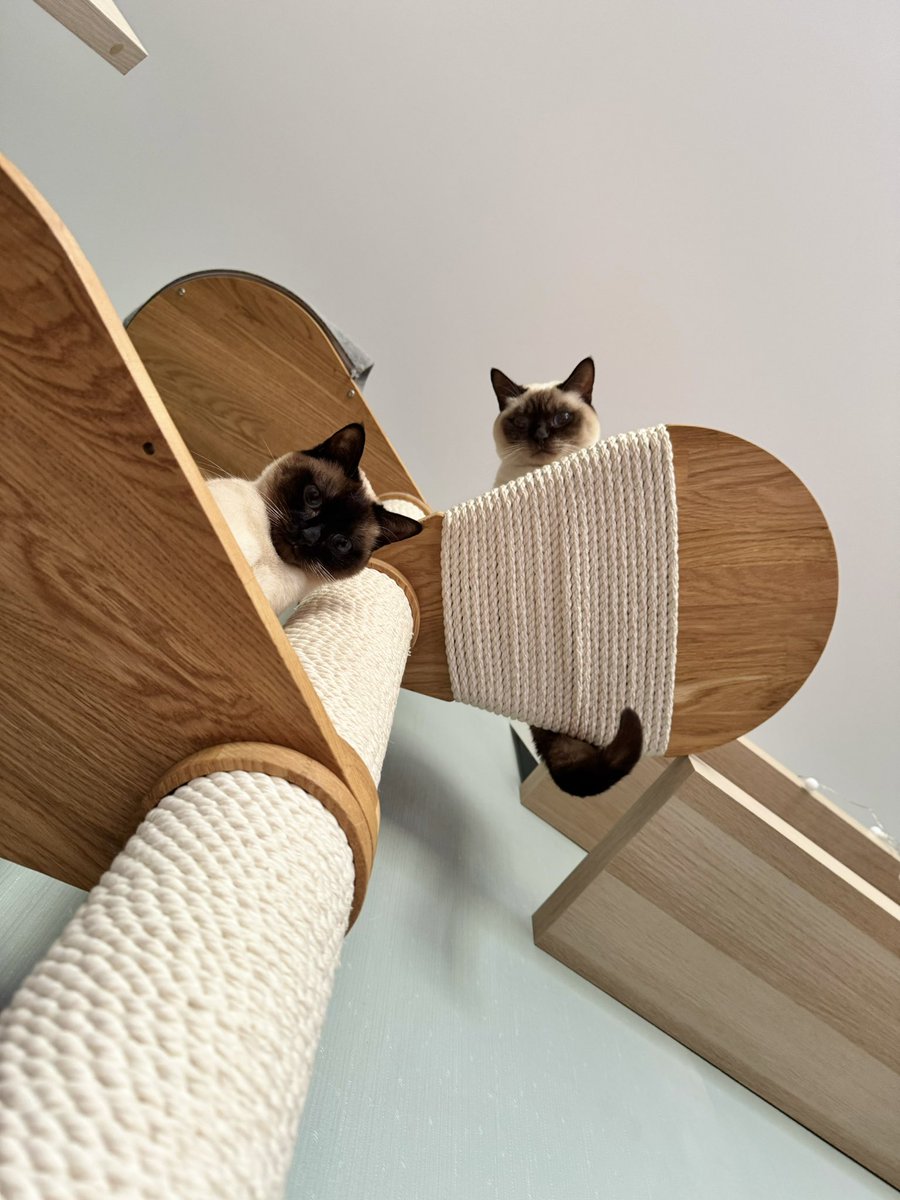 Матерь котья tweet media