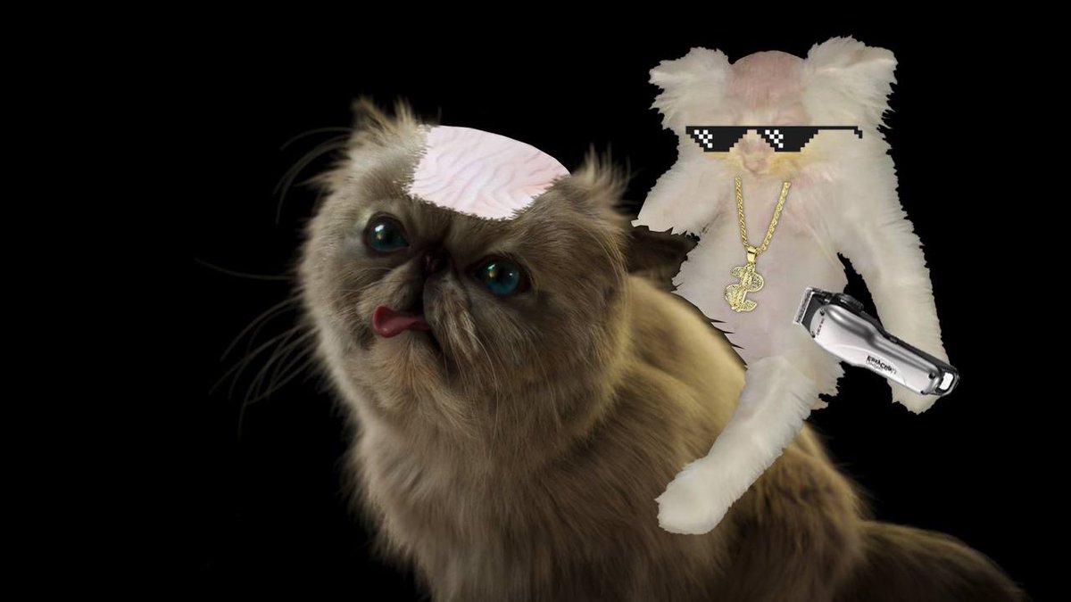Baldcat tweet media