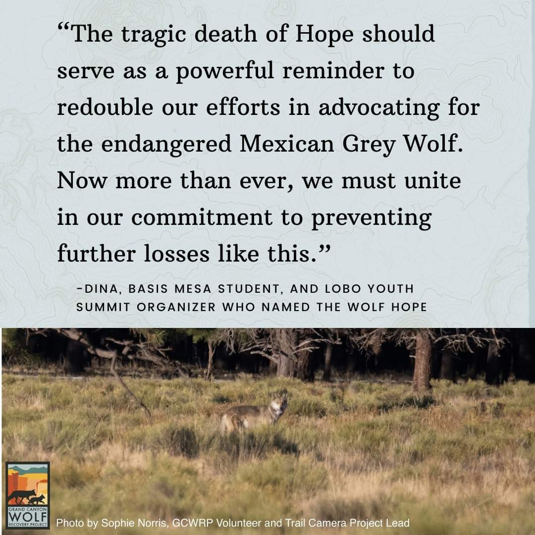 GC Wolf Recovery tweet media