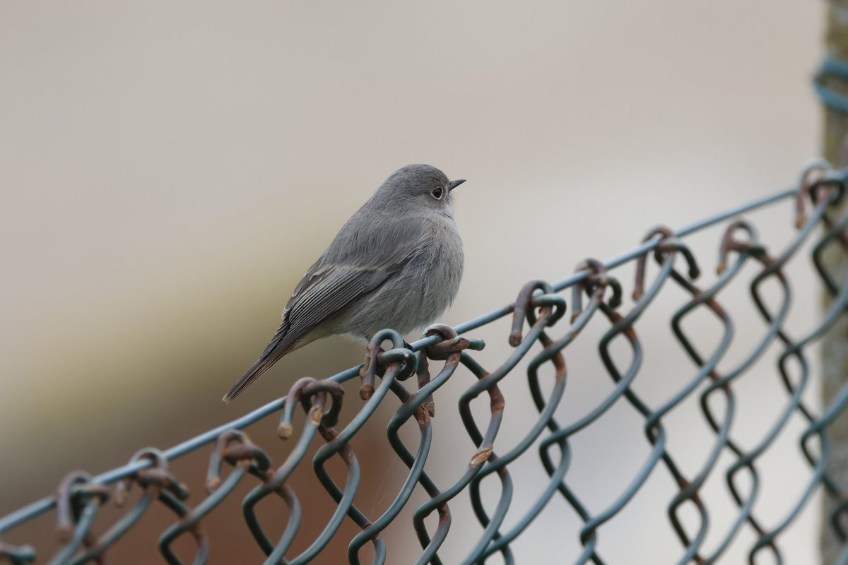 No Pied Wheatear, but who can complain when this Black Redstart provides cracking views. <a href="/SussexBirding/">Sussex Birding</a> <a href="/SussexOrnitholo/">Sussex Ornithology</a>