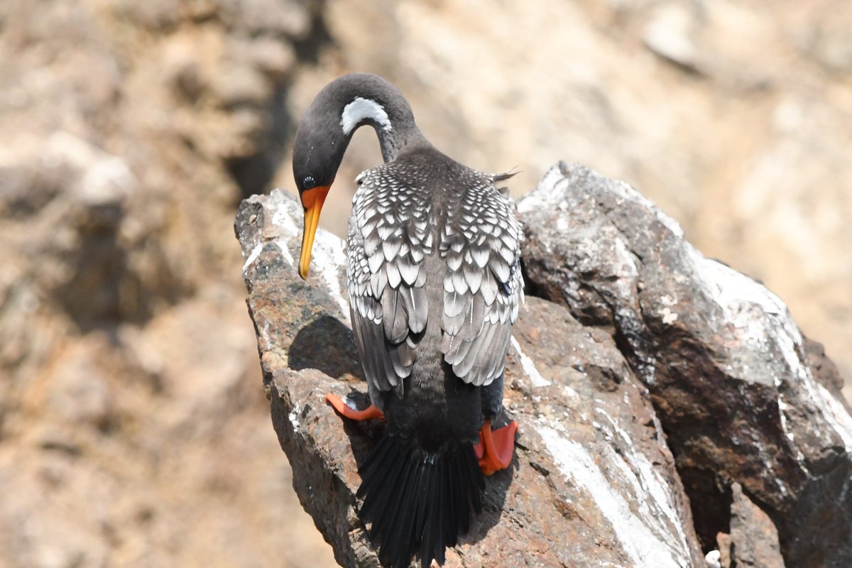 marcmcflurry's tweet photo. Red-legged, Neotropic and Guanay Cormorants #paracas #Peru #BirdsSeenIn2024 https://t.co/zr2UCqgloK