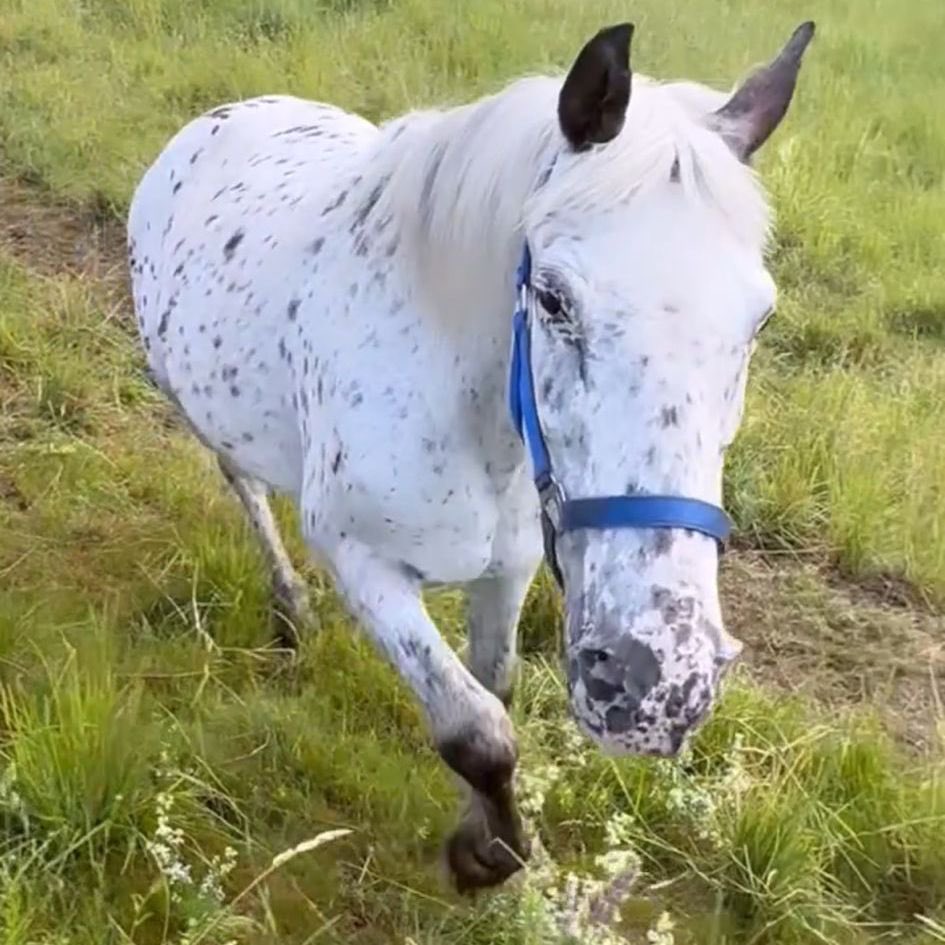ChrystalRIP's tweet photo. CHRYSTAL - The oldest animal on PNUT's farm animal and proud member of the unity loved to play with best friend Cheyenne

Rest in peace

Your name will not be forgotten

And we will make sure to help other animals.

Always in memoriam.

💔 https://t.co/jkVHzBsxY3