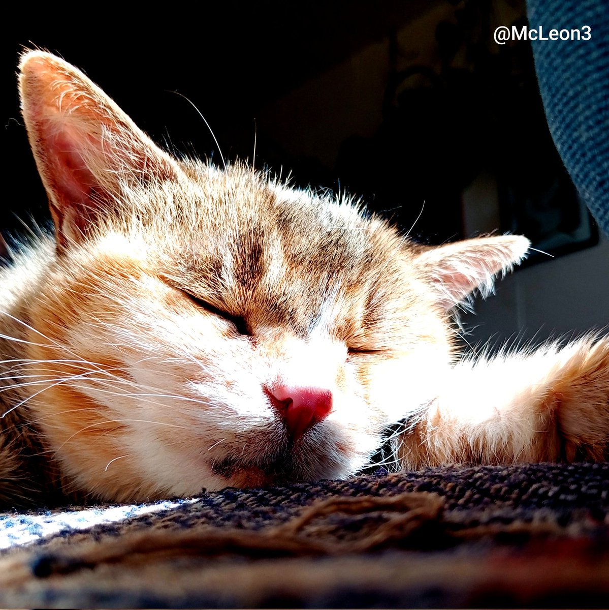 mcleonm3's tweet photo. #Chilaquil tiene mucho frío en esta complicada ciudad. Ella tiene una muy avanzada edad, es la integrante de una familia de 3 #michis #catlover #catstagram un viejo amor. https://t.co/sjTUeVbbYD