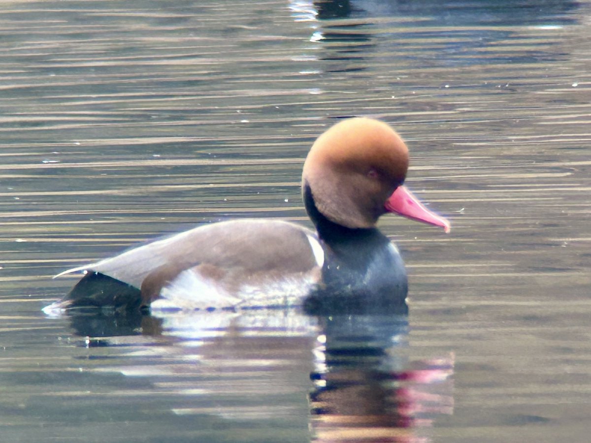 Rupert Evershed tweet media