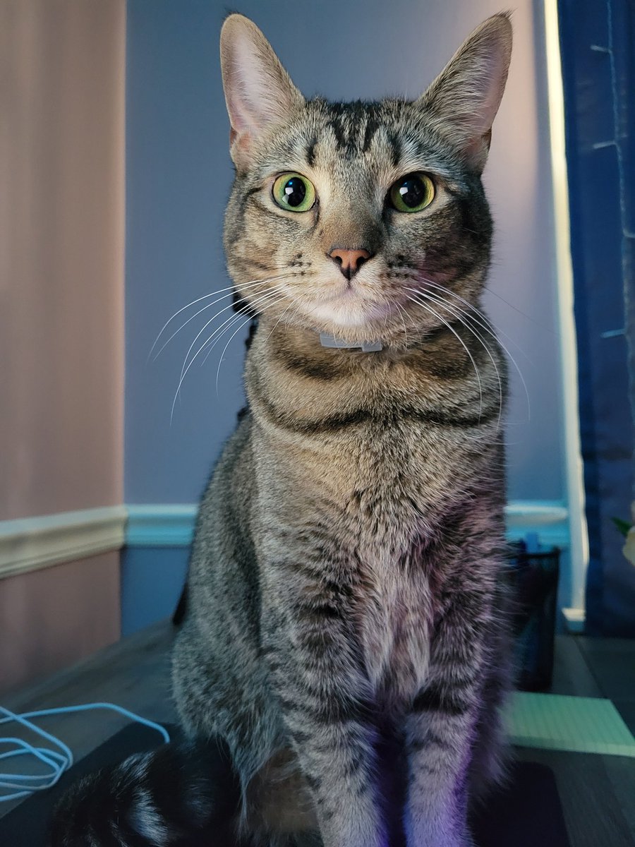 ☽。⋆ nicole (@whiskmefaraway) on Twitter photo Ready for #UFC309 🤜🏼🤛🏼🇧🇷🫶🏼
We named this little guy after Charles Oliveira. We sometimes call him Charles Smoliveira.. get it? 😏😂 even though he's not that small anymore.
Rooting for you, <a href="/CharlesDoBronxs/">Charles 'DoBronxs' Oliveira</a>! Ready for #UFC309 🤜🏼🤛🏼🇧🇷🫶🏼
We named this little guy after Charles Oliveira. We sometimes call him Charles Smoliveira.. get it? 😏😂 even though he's not that small anymore.
Rooting for you, <a href="/CharlesDoBronxs/">Charles 'DoBronxs' Oliveira</a>!