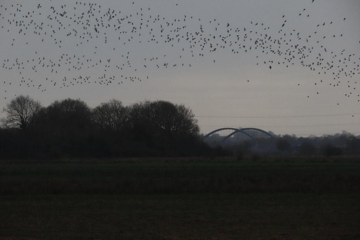 donnarainey4's tweet photo. Large numbers of Whooper swans &amp; Plover at #LoughBeg today. https://t.co/aqFUo1BBQt