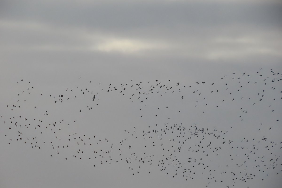 donnarainey4's tweet photo. Large numbers of Whooper swans &amp; Plover at #LoughBeg today. https://t.co/aqFUo1BBQt