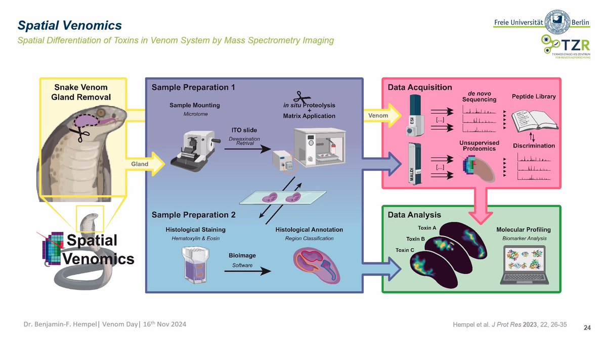 BritishHerpSoc's tweet photo. The last presentation of #venomday @BangorHerps is @benjaminfhempel - using mass spectrometry imaging to distinguish spatial differentiation of venomic systems, insights into kinship for different subspecies, and trends in toxin families across Old World vipers. #venomday 🐍 https://t.co/tY7TQE6Tgi