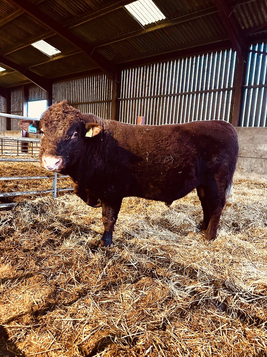 PerrystoneM's tweet image. Introducing the newest member of the team, Priorton Ambassador our new bull, think you can all agree he’s a stunner 🥰🥰🥰🥰 can’t wait to see his first calves next autumn @redrubydevon @amblingwarrior @AdasBlake @farmsnotfactory @GarethBubb  #newbull