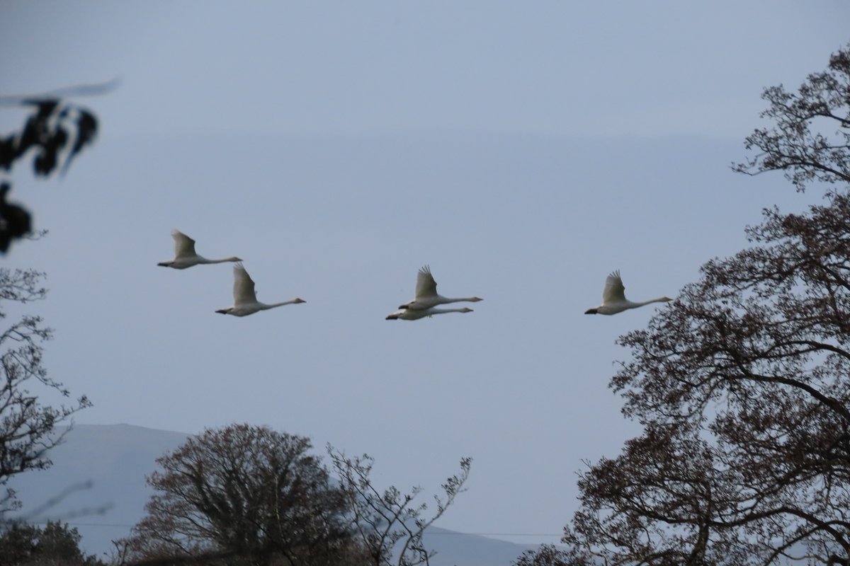 donnarainey4's tweet photo. Large numbers of Whooper swans &amp; Plover at #LoughBeg today. https://t.co/aqFUo1BBQt