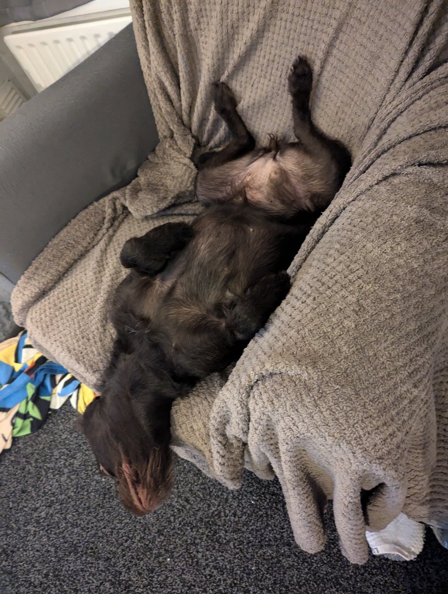 lilly not a flower tweet media