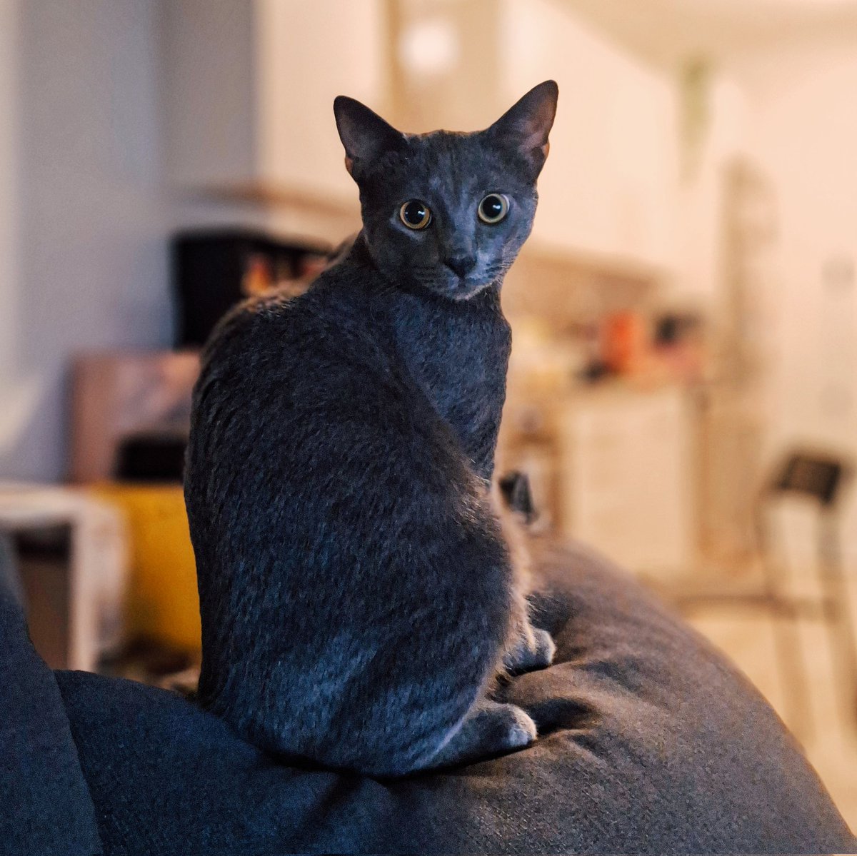 ghostschilllife's tweet photo. Ghost keeping an eye on everything like the true guardian of the couch. 👀✨ https://t.co/wbxgZP2cok