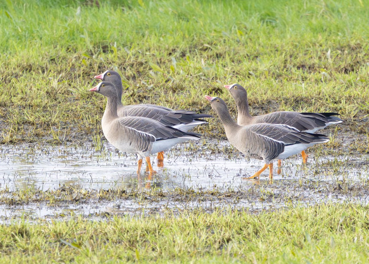 Nathaniel Dargue (@nathanieldargue) on Twitter photo After dawn at Swinemoor, it was a joy to head to North Landing and watch the seven Lesser White-fronts, one of which is bearing Swedish colour-rings. They spent the whole time bullying their companion Russian White-front juvenile
<a href="/FlamboroughBird/">Flamborough Bird Observatory</a> <a href="/BirdGuides/">BirdGuides</a> After dawn at Swinemoor, it was a joy to head to North Landing and watch the seven Lesser White-fronts, one of which is bearing Swedish colour-rings. They spent the whole time bullying their companion Russian White-front juvenile
<a href="/FlamboroughBird/">Flamborough Bird Observatory</a> <a href="/BirdGuides/">BirdGuides</a>