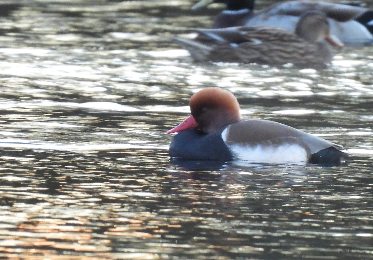 KGbirder (@kgbirder) on Twitter photo Definitely not the most exciting of official Scottish rarities, but given it's been 28 years since I last saw one in Lothian it was still nice to find this drake Red-crested Pochard on Seafield Pond late afternoon. Earlier, 22 Little Auks N past Scoughall this am <a href="/birdinglothian/">Birding Lothian</a> Definitely not the most exciting of official Scottish rarities, but given it's been 28 years since I last saw one in Lothian it was still nice to find this drake Red-crested Pochard on Seafield Pond late afternoon. Earlier, 22 Little Auks N past Scoughall this am <a href="/birdinglothian/">Birding Lothian</a>