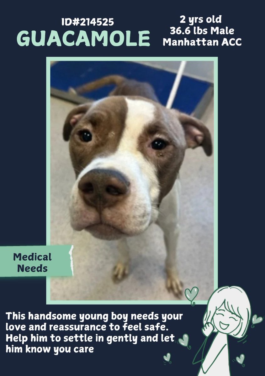 anja_brckner3's tweet photo. This young #boy is a #NewIntake at #NYCACC #Manhattan ACC and looking for a trusting #soul 🩵
Will you be his #soulmate and give him the #care he needs?🩵
Please #foster #adopt #pledge #rescue 🙏🏻
#Guacamole is waiting for you 🩵
https://t.co/HGuCKkYfxj https://t.co/EtjqqTsqNz