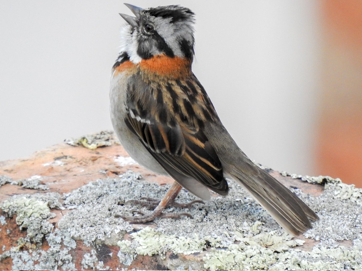 El mejor cantante de los andes 
#spamdepajaritoscolombianos
