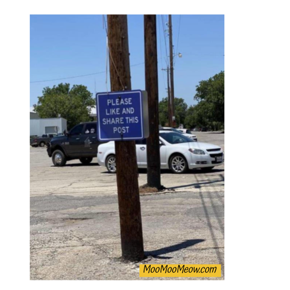 BitcoinIsHope's tweet image. weird and wonderful #xmas gifts for weird and wonderful #kids 
MooMooMeow.com