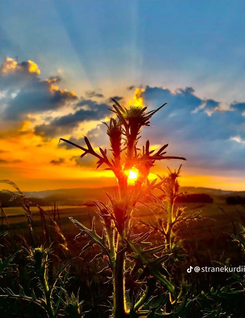 Dünyadaki bütün çiçekleri koyarsanız bile baharın gelişini engelleyemezsiniz.