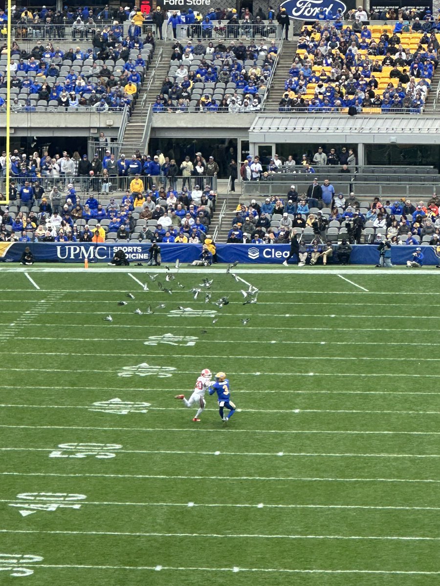 Ayo <a href="/AcrisurePigeons/">Acrisure Pigeons</a>