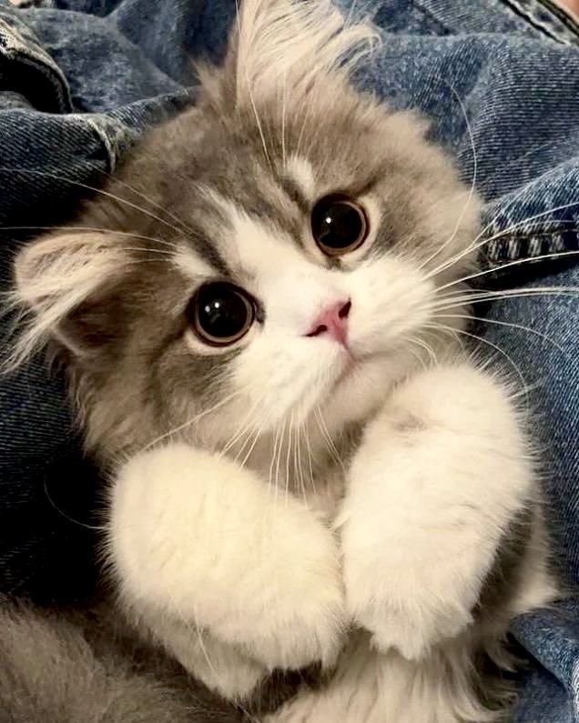 cloti_nverse's tweet image. Ctrl+C                               Ctrl+V