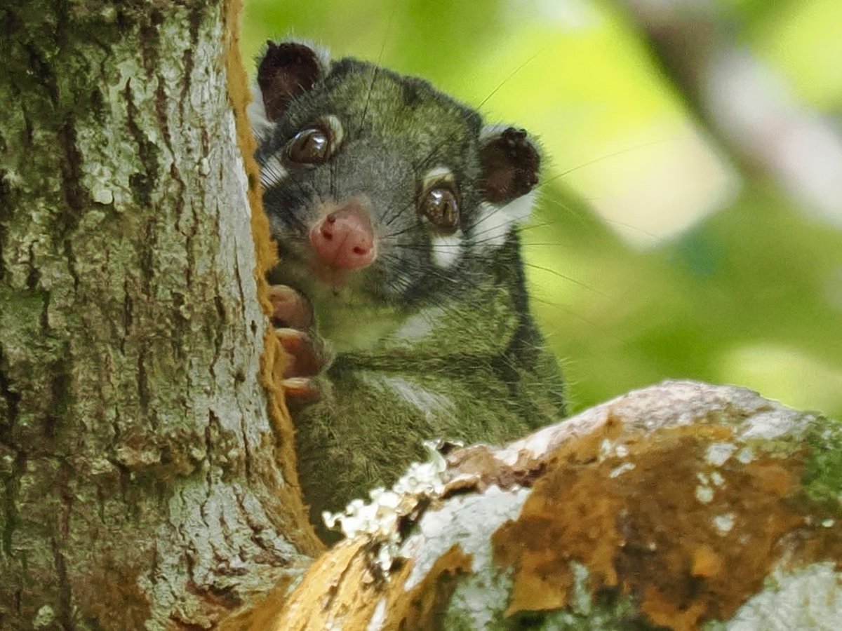 RobRackliffe's tweet photo. Come and hear my talk on some of Australia’s amazing wildlife .. Possums, Snakes, Spiders, Wallabies and of course birds &amp; enjoy Aussie wine and cheese at Sandwich Bay Bird Obs evening talk this Thursday 21st November.. tickets at https://t.co/BYKHhdCjE7 ⁦@Sandwichbirdobs⁩ https://t.co/mp0ERU4ueg