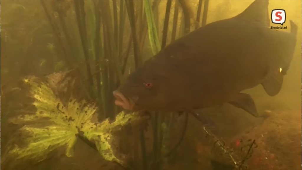 #NatuurDichtbij | Anita Janssen maakte een prachtige film over onze onvolprezen Leidse grachtenheldin Aaf Verkade: De Stadsgrachtensnorkelaar youtu.be/3M421sB5fOA?si… (37 min)💧inclusief baars, getraind om invasieve Amerikaanse rivierkreeften te vangen <a href="/owinleiden/">Onder water in Leiden 🤝🐟👍🦞🐢🦀</a> <a href="/Stadsgrachten/">Aaf Verkade</a>