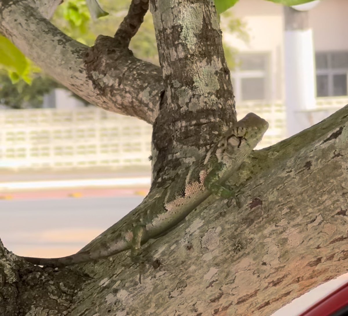 Ernani Perim tweet media